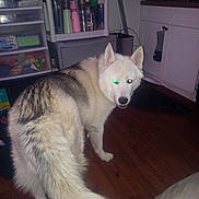 Smokey joined the competition — help win amazing prizes! dog, husky, indoor, wooden_floor, kitchen, pet, animal, fur, white, gray, flash, glowing_eyes, curious, standing, floor, cabinet, shelf, container, bottle, clutter