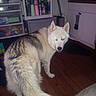 Smokey joined the competition — help win amazing prizes! animal, bottle, cabinet, clutter, container, curious, dog, flash, floor, fur, glowing_eyes, gray, husky, indoor, kitchen, pet, shelf, standing, white, wooden_floor