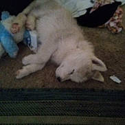 Smokey is registered to the contest to win money with this photo: dog, white_dog, sleeping, carpet, indoor, toy, clothes, fluffy, pet, resting, cozy, animal, home, relaxing, lying_down, canine, sleep, domestic, furniture, soft