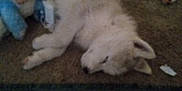 Smokey is registered to the contest to win money with this photo: animal, canine, carpet, clothes, cozy, dog, domestic, fluffy, furniture, home, indoor, lying_down, pet, relaxing, resting, sleep, sleeping, soft, toy, white_dog
