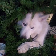 Smokey is registered to the contest to win money with this photo: animal, candid, close_up, cozy, curious, dog, ears, face, fur, furry, greenery, indoors, nature, paw, pet, pine_branches, plant, snout, soft_focus, white_dog