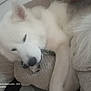 dog, white_dog, resting, cushion, indoor, sleepy, fluffy, pet, animal, close_up, laying_down, fur, nose, ear, paw, home, relaxing, comfort, soft, cozy