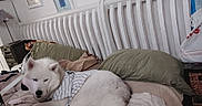 Smokey joined the competition — help win amazing prizes! dog, white_dog, bed, pillow, blanket, shirt, indoor, furniture, headboard, artwork, wall, resting, canine, pet, cozy, relaxing, striped_shirt, living_space, household, domestic