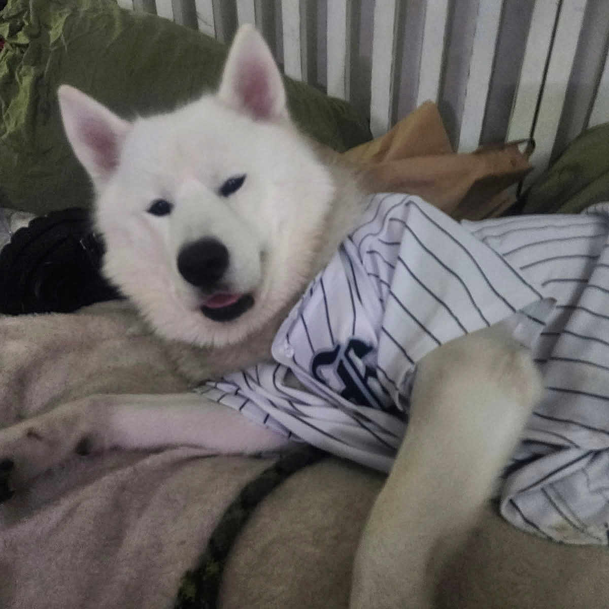 Smokey joined the competition — help win amazing prizes! dog, white_dog, pet, bed, blanket, pillow, indoor, resting, clothing, striped_shirt, canine, fur, cute, relaxed, animal, tongue_out, paw, portrait, cozy, companion