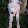 Smokey is registered to the contest to win money with this photo: dog, white_dog, animal, pet, fur, paws, greenery, plants, outdoor, nature, canine, laying, blurry, closeup, fur_texture, ears, snout, collar, relaxing, resting