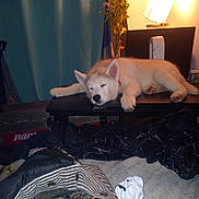Smokey joined the competition — help win amazing prizes! animal, bedroom, computer, cozy, curtains, cute, desk, dog, flowers, fluffy, indoors, keyboard, lamp, lying_down, pet, photograph, puppy, relaxed, sleeping, white_fur