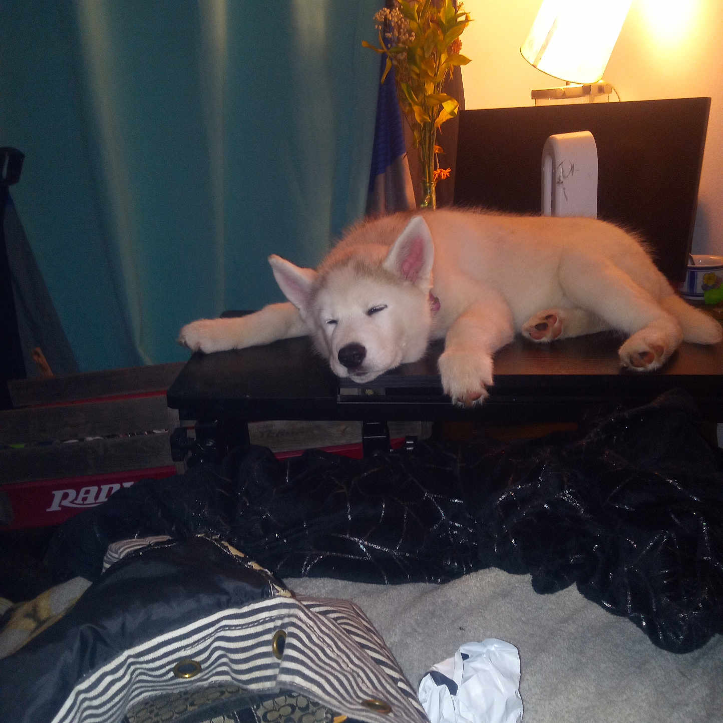 Smokey joined the competition — help win amazing prizes! animal, bedroom, computer, cozy, curtains, cute, desk, dog, flowers, fluffy, indoors, keyboard, lamp, lying_down, pet, photograph, puppy, relaxed, sleeping, white_fur