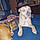 Odie