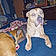 Odie