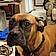 Josie