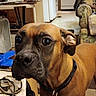 dog, boxer, pet, indoor, living_room, furniture, kitchen, curious, brown_dog, collar, houseplant, couch, bookshelf, fan, floor, home, domestic_animal, canine, ears, eyes