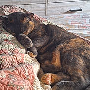 Nine is registered to the contest to win money with this photo: cat, sleeping, tortoiseshell, quilt, bed, paw, fur, cozy, resting, indoor, pet, cute, animal, feline, closeup, relaxing, soft, warm, comfort, nap