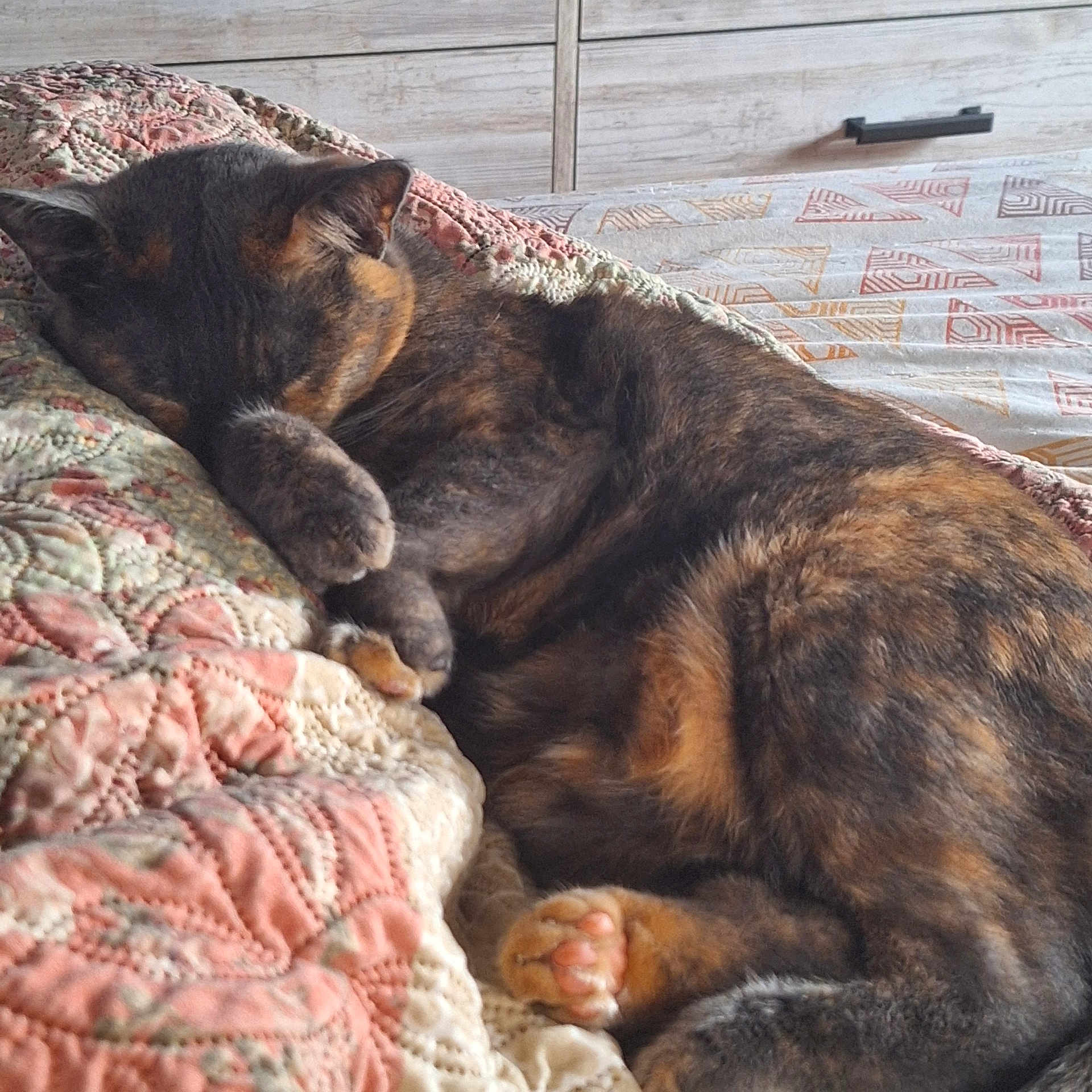 Nine is registered to the contest to win money with this photo: animal, bed, cat, closeup, comfort, cozy, cute, feline, fur, indoor, nap, paw, pet, quilt, relaxing, resting, sleeping, soft, tortoiseshell, warm
