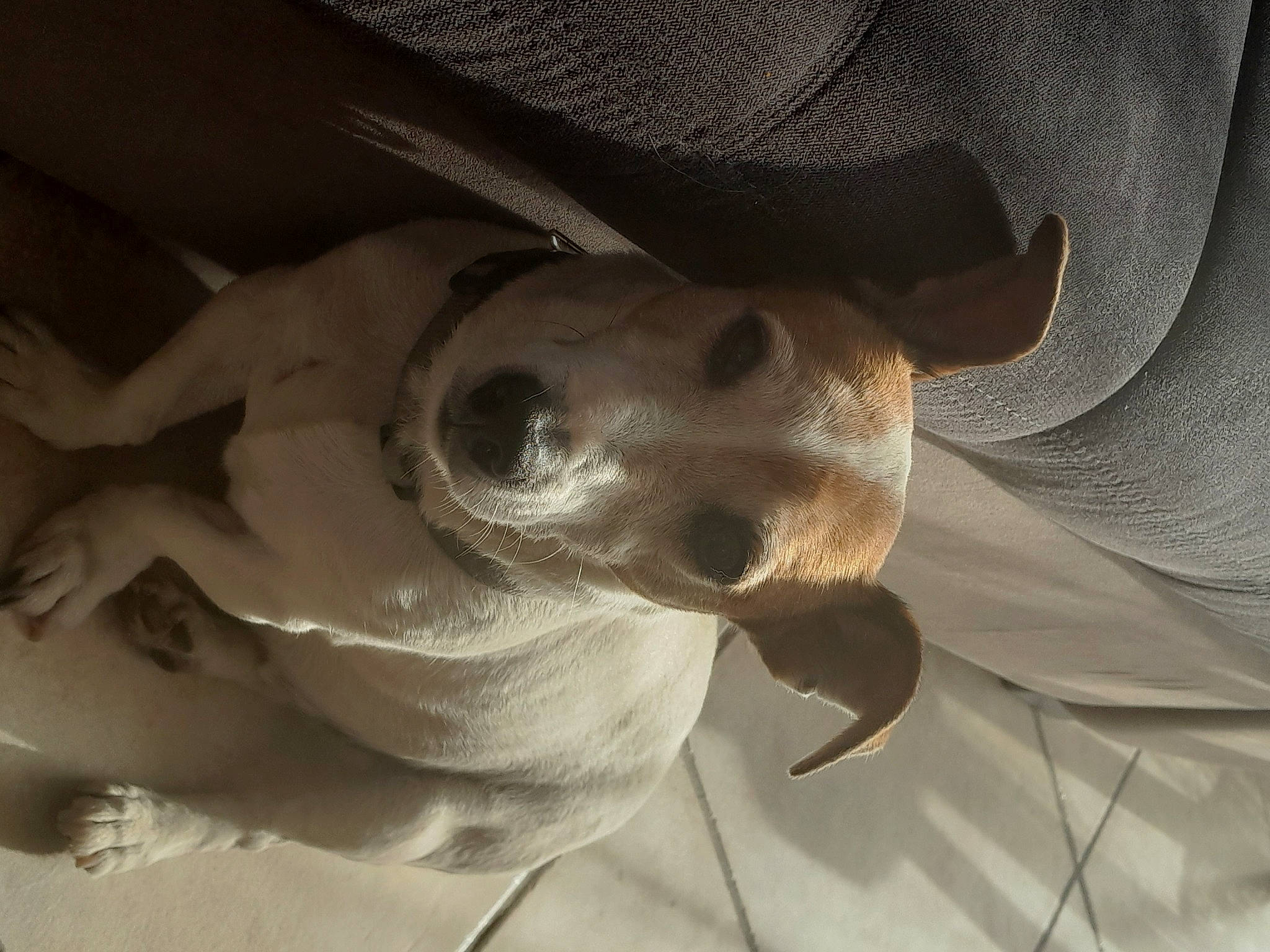 Ghost a rejoint le concours — aidez-le/la à gagner de superbes lots ! canidae, carnivore, comfort, companion_dog, dog, dog_breed, ear, fawn, hat, linens, mammal, non_sporting_group, snout, sporting_group, sun_hat, terrestrial_animal, vertebrate, whiskers, working_animal