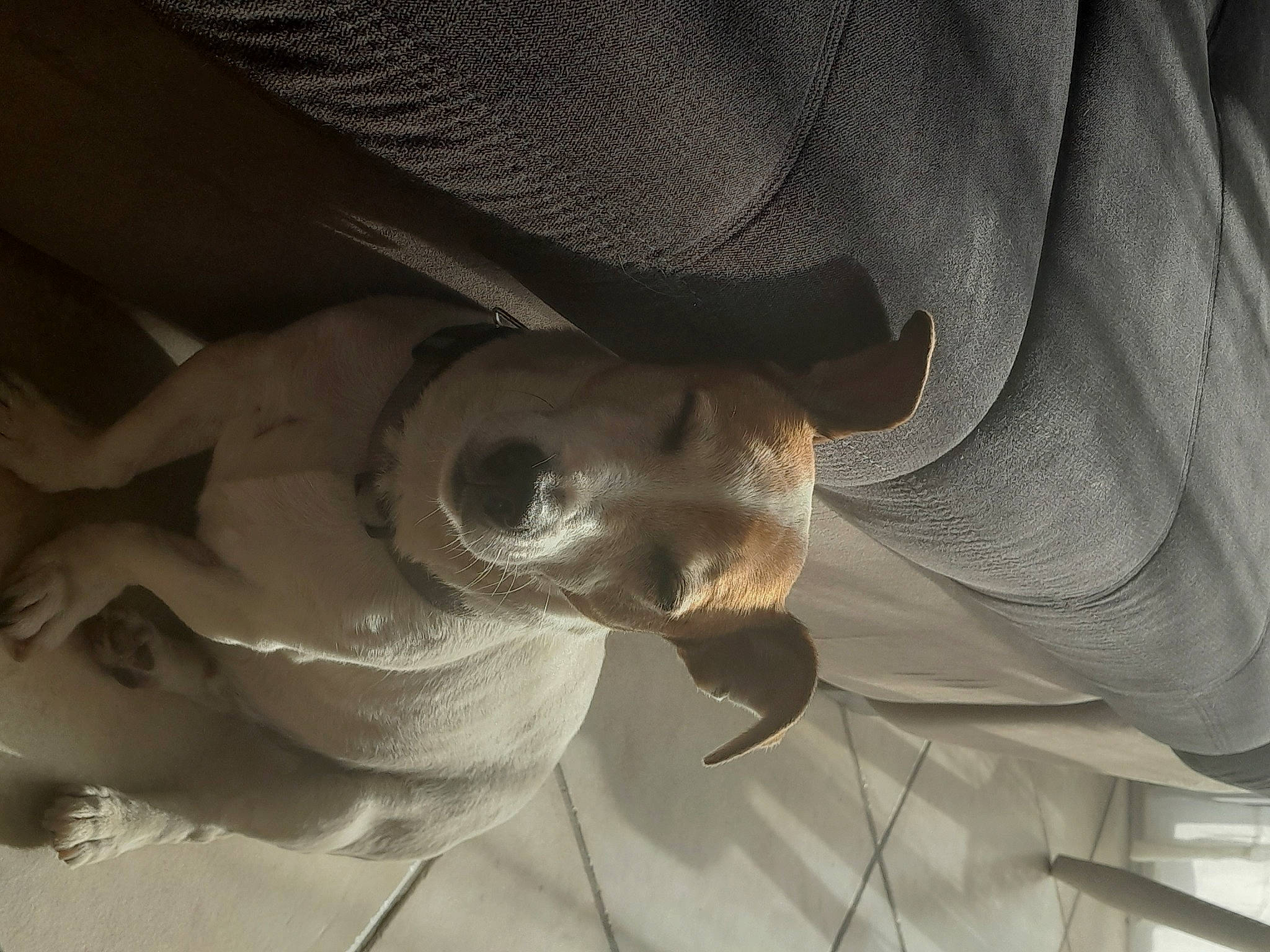 Ghost participe au concours pour gagner de l'argent avec cette photo : chest, comfort, elbow, eyelash, gesture, human_leg, jaw, linens, snout, sporting_group, tints_and_shades, wrinkle