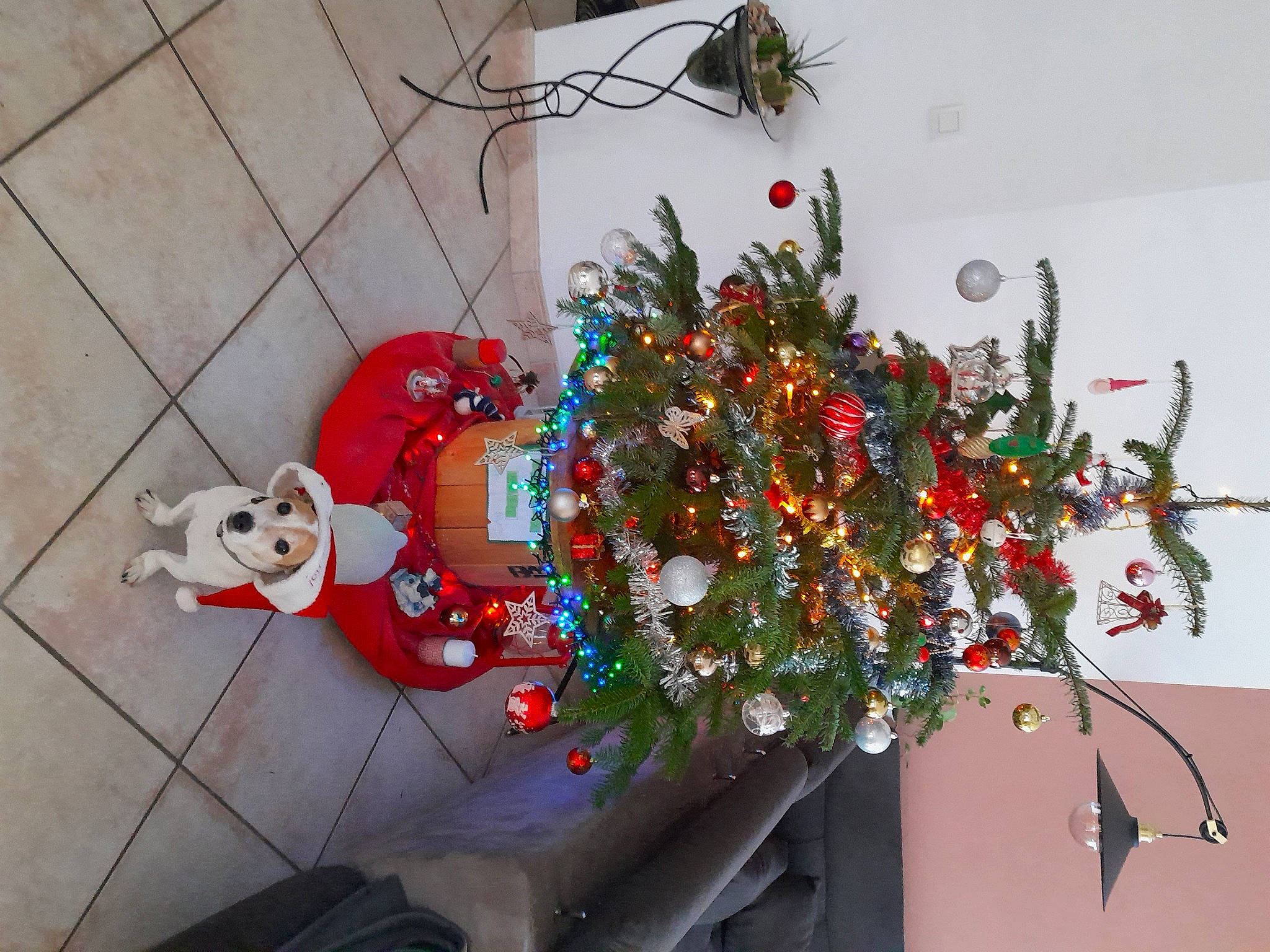 Ghost participe au concours pour gagner de l'argent avec cette photo : art, carmine, christmas, christmas_decoration, christmas_eve, christmas_ornament, christmas_tree, conifer, event, evergreen, holiday, holiday_ornament, interior_design, ornament, plant, room, tradition, tree, twig, wood