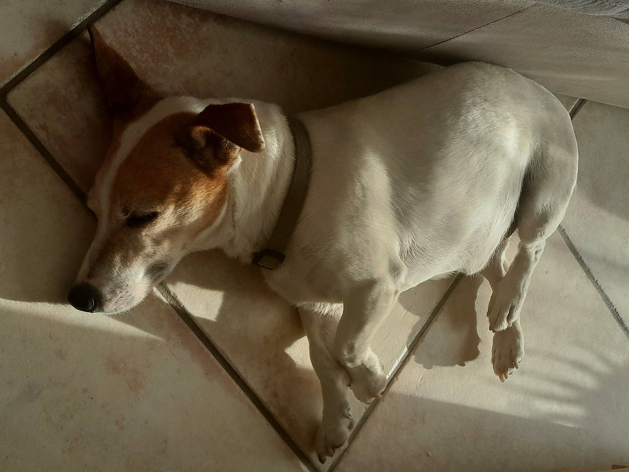 Ghost a rejoint le concours — aidez-le/la à gagner de superbes lots ! ancient_dog_breeds, canidae, carnivore, collar, companion_dog, dog, dog_breed, dog_supply, fawn, hunting_dog, irishjacks, non_sporting_group, pet_supply, snout, sporting_group, street_dog, tail, terrestrial_animal, whiskers, working_animal