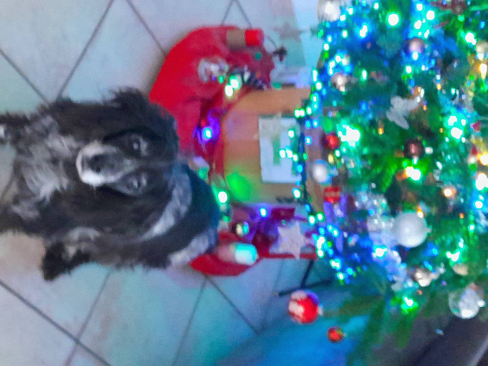 Mirage a rejoint le concours — aidez-le/la à gagner de superbes lots ! carnivore, christmas_decoration, christmas_ornament, christmas_tree, companion_dog, dog, dog_breed, event, evergreen, fawn, felidae, holiday, holiday_ornament, ornament, plant, small_to_medium_sized_cats, tail, toy_dog, tree, whiskers