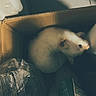 Brownie participe au concours pour gagner de l'argent avec cette photo : animal, cardboard_box, container, cozy, curious, cute, ferret, furry, home, indoor, looking_up, pet, plastic_wrap, quiet, shadow, sitting, small_pet, soft_light, whiskers, white_fur