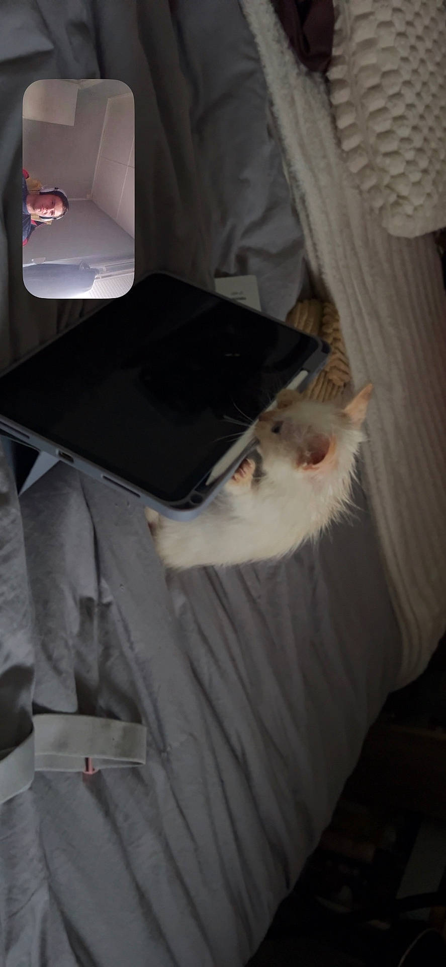 Brownie participe au concours pour gagner de l'argent avec cette photo : bed, blanket, cozy, curious, cute, device, feline, human_face, indoor, interaction, kitten, light, pet, resting, screen, small, soft, tablet, technology, video_call