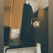 Brownie a rejoint le concours — aidez-le/la à gagner de superbes lots ! animal, box, cardboard_boxes, cat, clutter, container, curiosity, curious, feline, head, hidden, indoor, peeking, pet, plastic_container, shelving, small_face, stacked_boxes, storage, white_cat