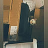 animal, box, cardboard_boxes, cat, clutter, container, curiosity, curious, feline, head, hidden, indoor, peeking, pet, plastic_container, shelving, small_face, stacked_boxes, storage, white_cat