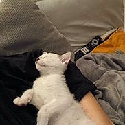 Kitty a rejoint le concours — aidez-le/la à gagner de superbes lots ! animal, arm, blanket, cat, comfort, cozy, cushion, cute, domestic, furry, indoor, kitten, nap, pet, relaxation, remote_control, resting, sleeping, sofa, white_cat