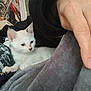 animal, blanket, casual, close_up, clothing, cozy, cute, domestic, furniture, hand, indoor, kitten, paw, person, pet, poster, relaxing, resting, soft_texture, white_cat