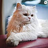 cat, white_cat, fluffy, pet, animal, feline, relaxed, portrait, indoor, close_up, fur, whiskers, paws, laying, domestic_animal, cute, mammal, animal_portrait, calm, soft_light
