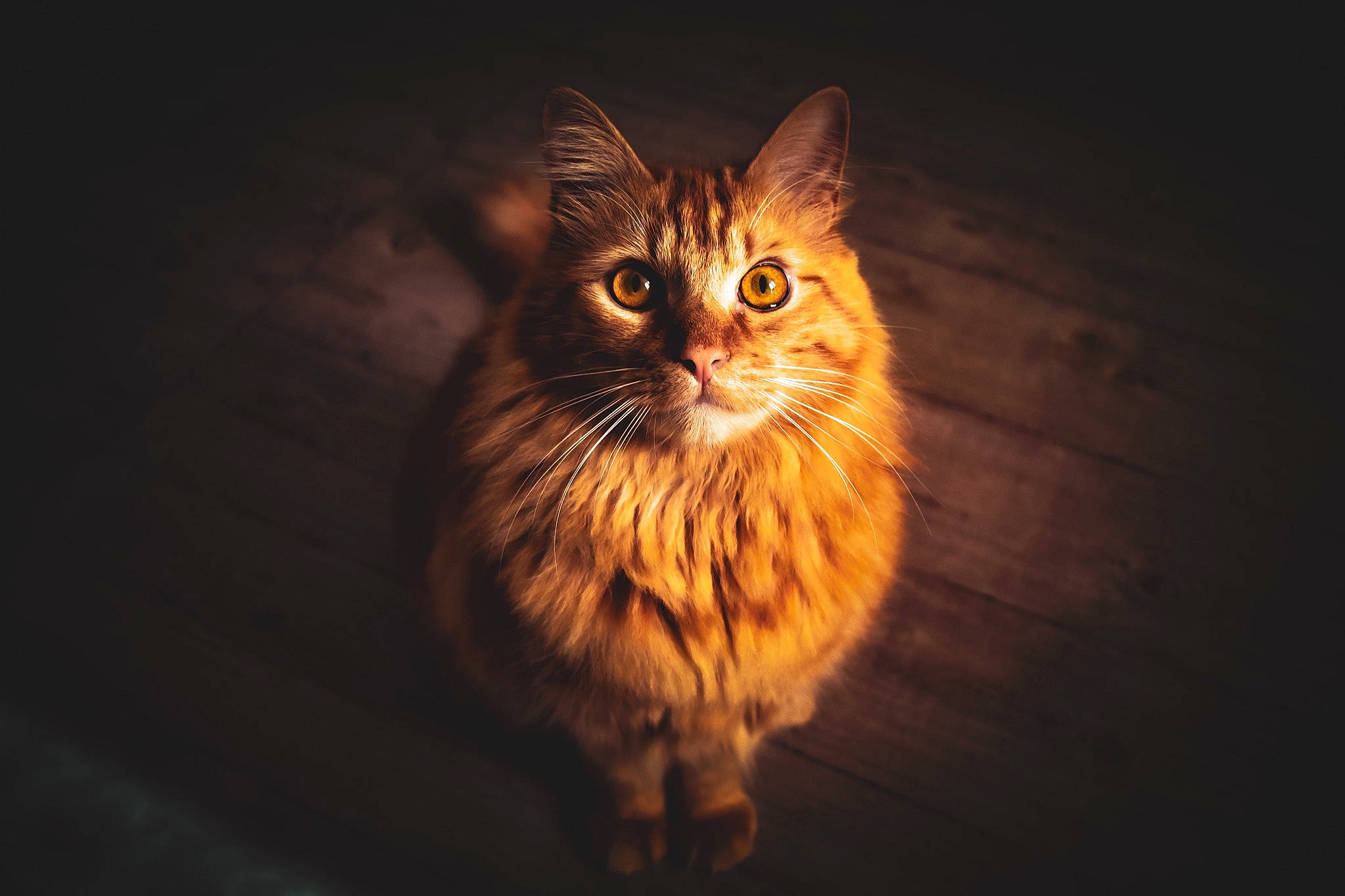 Georges participe au concours pour gagner de l'argent avec cette photo : carnivore, cat, darkness, domestic_short_haired_cat, felidae, fur, grass, maine_coon, midnight, night, small_to_medium_sized_cats, snout, terrestrial_animal, whiskers, wildlife, wood