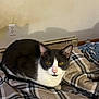 Toby is registered to the contest to win money with this photo: cat, tuxedo_cat, yellow_eyes, loaf_position, blanket, plaid, indoor, pet, feline, fur, whiskers, ears, bedroom, heater, wall, comfort, resting, domestic_animal, animal, cozy