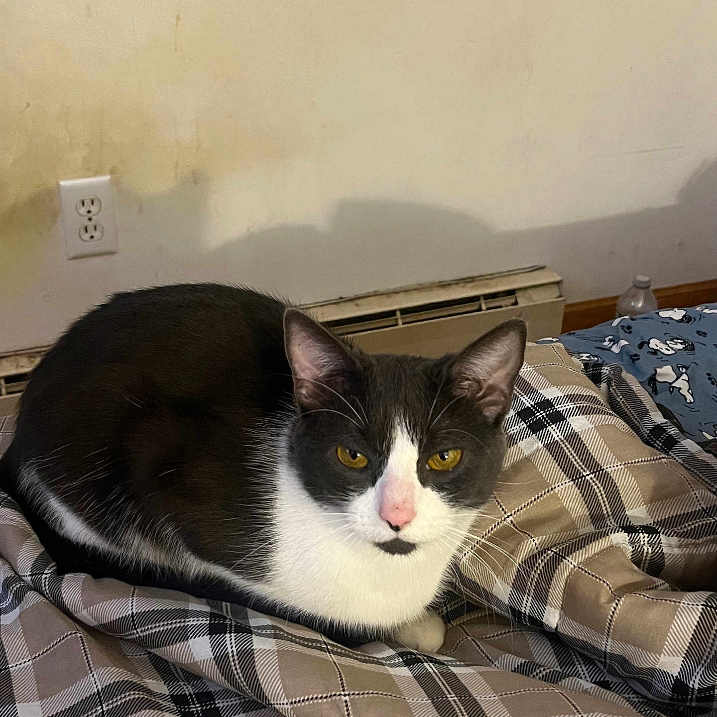 Toby is registered to the contest to win money with this photo: animal, bedroom, blanket, cat, comfort, cozy, domestic_animal, ears, feline, fur, heater, indoor, loaf_position, pet, plaid, resting, tuxedo_cat, wall, whiskers, yellow_eyes