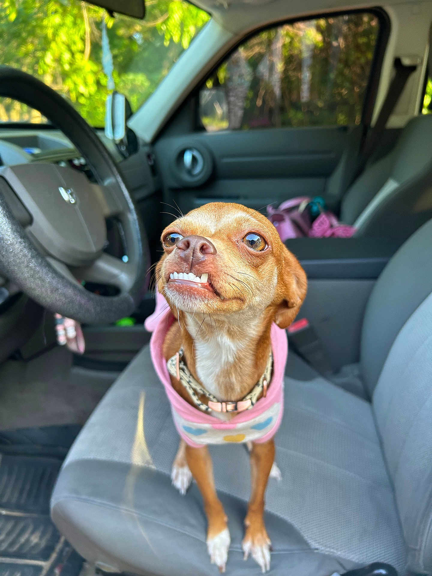 Magnolia May is registered to the contest to win money with this photo: animal, brown_dog, car_interior, car_seat, chihuahua, cute, daylight, dog, dog_clothing, funny_expression, hoodie, indoor, looking_up, pet, pet_accessory, seatbelt, small_dog, steering_wheel, vehicle, white_paws