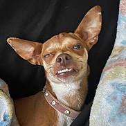Magnolia May is registered to the contest to win money with this photo: animal, blanket, brown_dog, closeup, collar, cozy, cute, cute_pet, dog, ears, expression, funny_face, fur, indoors, pet, portrait, resting, small_dog, snout, teeth