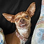 animal, blanket, brown_dog, closeup, collar, cozy, cute, cute_pet, dog, ears, expression, funny_face, fur, indoors, pet, portrait, resting, small_dog, snout, teeth