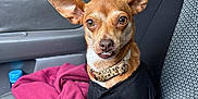 Magnolia May is registered to the contest to win money with this photo: animal, black_shirt, blanket, car_interior, collar, cute, dog, door, ears, expression, fabric, indoor, leather_seat, pet, portrait, seat, sitting, small_dog, texture, window