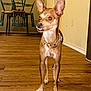 Magnolia May joined the competition — help win amazing prizes! alert, alert_posture, animal, chairs, collar, dog, domestic, ears, flooring, framed_picture, furniture, home, indoor, light, pet, red_eye, standing, wall, wooden_floor, yellow_wall