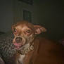 Magnolia May is registered to the contest to win money with this photo: animal, blanket, blurry, brown_dog, canine, collar, cute, dim_lighting, dog, furniture, indoor, leisure, mischievous, patterned_blanket, pet, resting, room, sleepy, small_dog, tongue_out