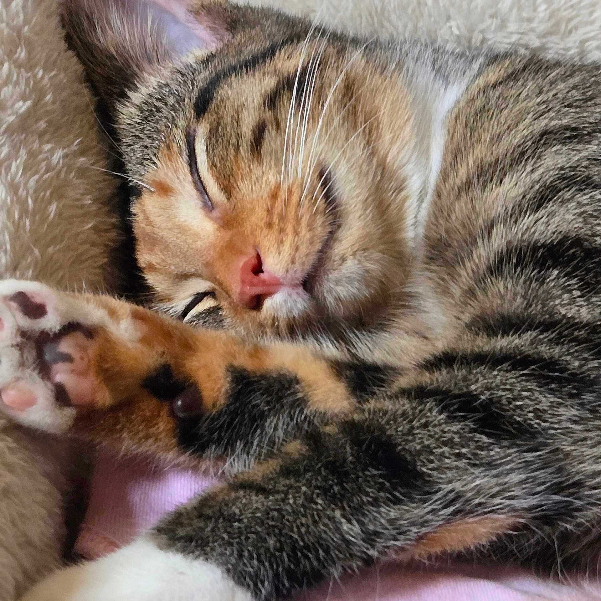 Lucy Lou