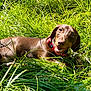 Sonny is registered to the contest to win money with this photo: dog, dachshund, brown_dog, grass, outdoor, pet, collar, nature, sunlight, happy, animal, canine, playful, summer, greenery, closeup, tongue_out, cheerful, snout, ears