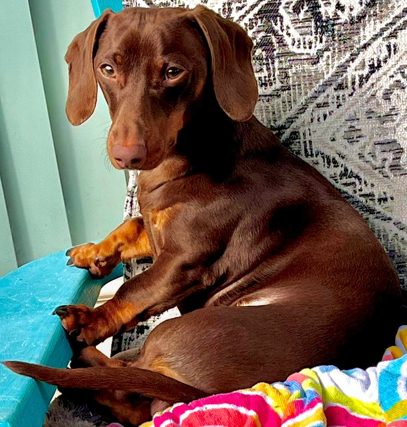 Sonny joined the competition — help win amazing prizes! dog, dachshund, brown_dog, pet, indoor, chair, blanket, resting, cute, animal, fur, paw, tail, ears, looking, relaxed, domestic_animal, companion, mammal, portrait