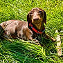 Sonny joined the competition — help win amazing prizes! dog, dachshund, grass, greenery, collar, outdoor, pet, animal, sunlight, nature, canine, brown_dog, resting, cute, mammal, summer, playful, field, portrait, daytime