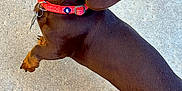 Sonny joined the competition — help win amazing prizes! dog, dachshund, brown_dog, pet, animal, collar, outdoor, concrete, canine, long_body, ears, looking_up, curious, paw, cute, domestic_animal, friendly, short_legs, side_view, walking