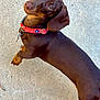 dog, dachshund, brown_dog, pet, animal, collar, outdoor, concrete, canine, long_body, ears, looking_up, curious, paw, cute, domestic_animal, friendly, short_legs, side_view, walking