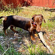 Sonny is registered to the contest to win money with this photo: dog, dachshund, brown_dog, outdoor, grass, stick, wood_chips, fence, pet, animal, canine, sunlight, collar, playful, nature, ground, ears, snout, small_dog, tongue