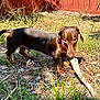 dog, dachshund, brown_dog, outdoor, grass, stick, wood_chips, fence, pet, animal, canine, sunlight, collar, playful, nature, ground, ears, snout, small_dog, tongue