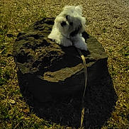 Charlie joined the competition — help win amazing prizes! dog, puppy, white_dog, fluffy, rock, stone, grass, leash, nighttime, outdoor, pet, small_dog, cute, portrait, sitting, shadow, evening, park, fur, head_tilt