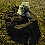 dog, puppy, white_dog, fluffy, rock, stone, grass, leash, nighttime, outdoor, pet, small_dog, cute, portrait, sitting, shadow, evening, park, fur, head_tilt