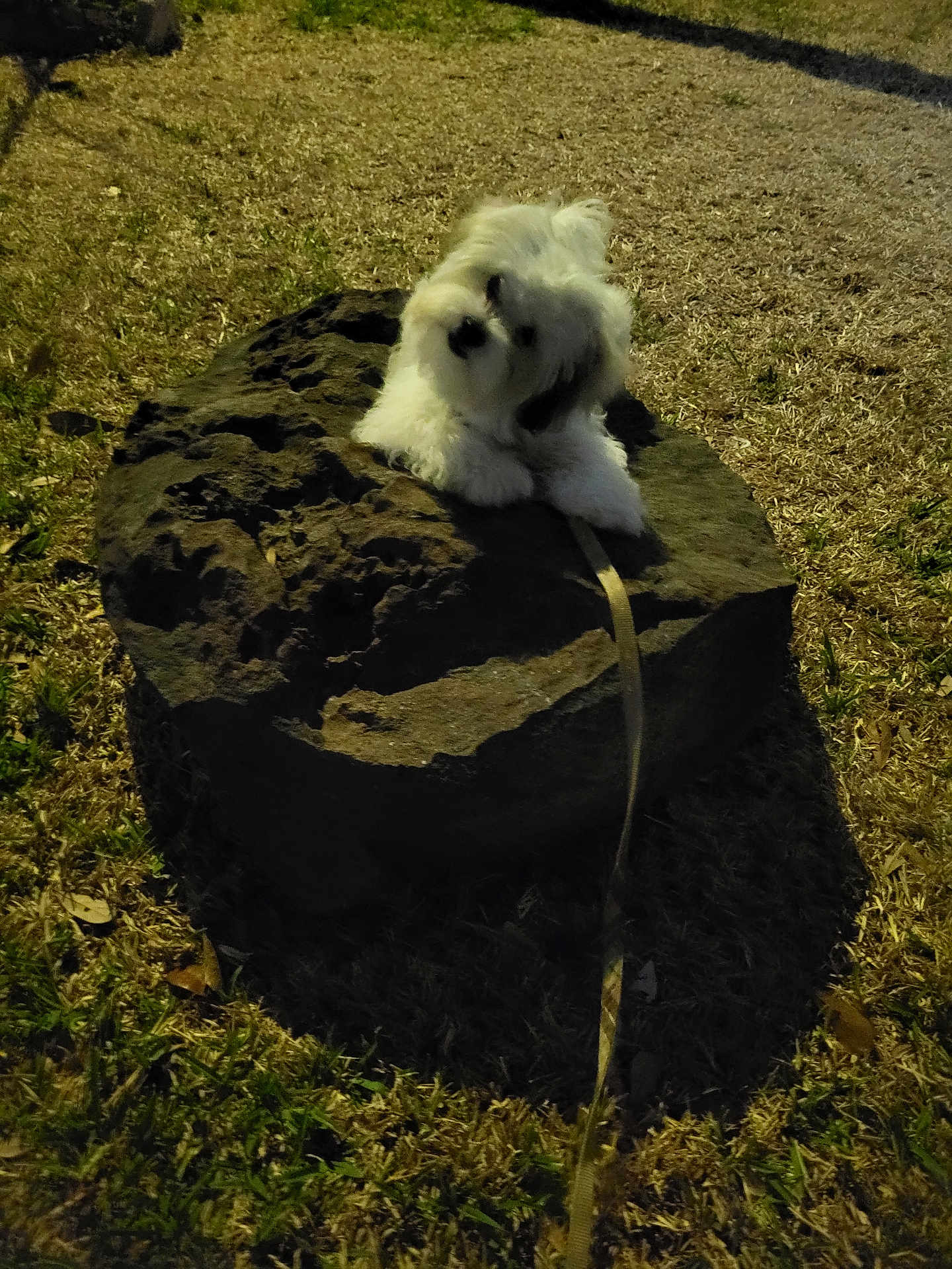 Charlie joined the competition — help win amazing prizes! dog, puppy, white_dog, fluffy, rock, stone, grass, leash, nighttime, outdoor, pet, small_dog, cute, portrait, sitting, shadow, evening, park, fur, head_tilt