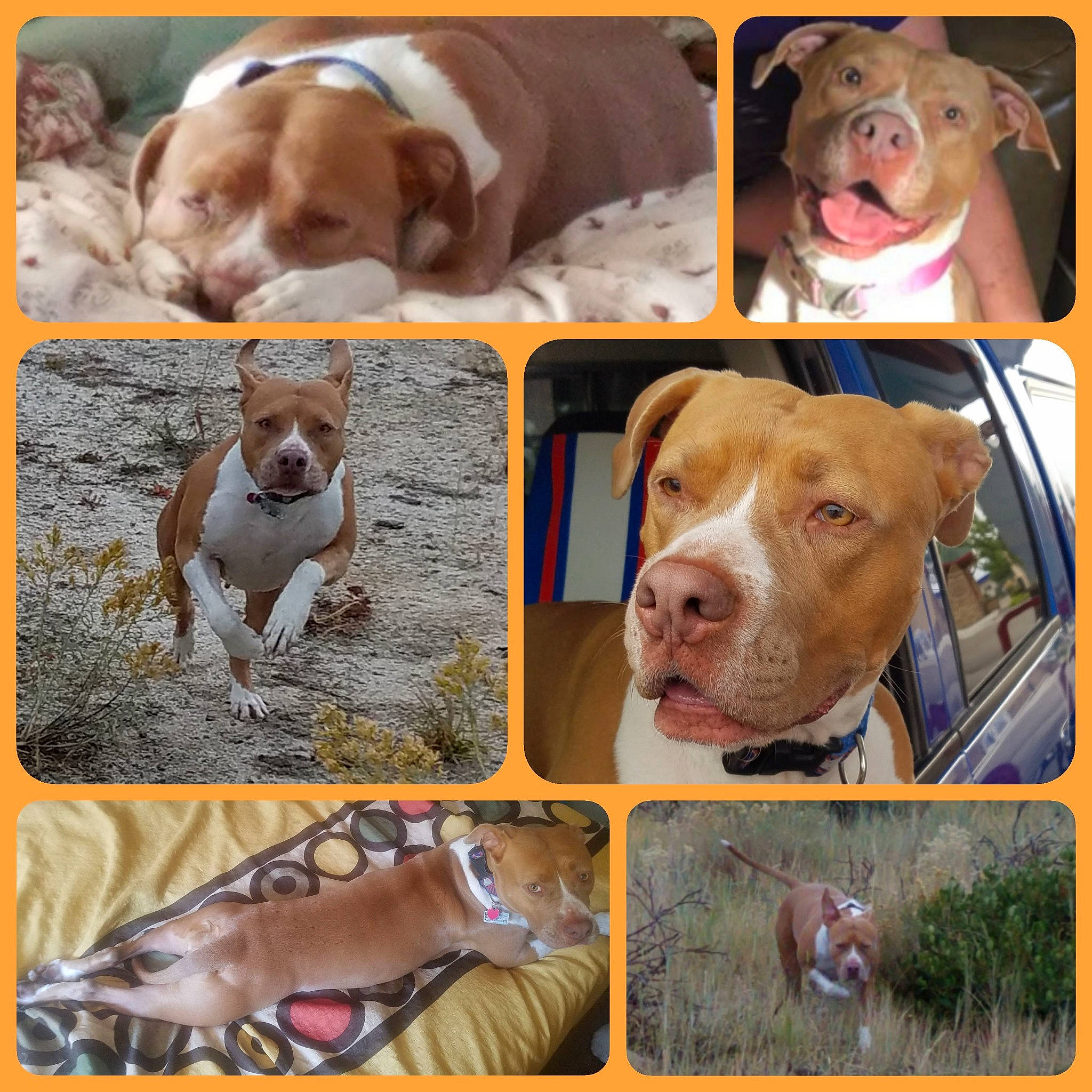Jennie is registered to the contest to win money with this photo: american_pit_bull_terrier, american_staffordshire_terrier, ancient_dog_breeds, bulldog, bully_kutta, canidae, carnivore, dog, dog_breed, fawn, mammal, non_sporting_group, pit_bull, rare_breed_dog, snout, sporting_group, staffordshire_bull_terrier, terrier, vertebrate